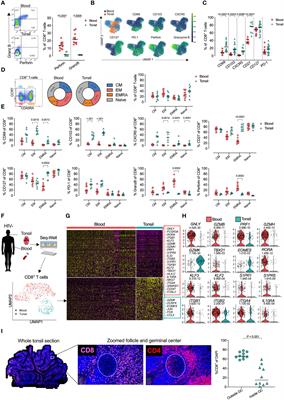 HIV specific CD8+ TRM-like cells in tonsils express exhaustive signatures in the absence of natural HIV control